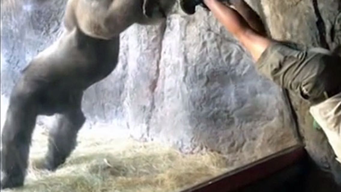 BolingoGorilla.jpg
