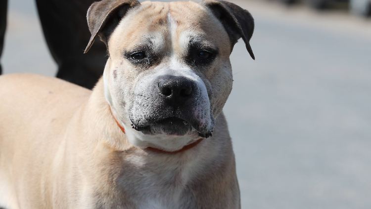 Der Kampfhund Chico wurde eingeschläfert.