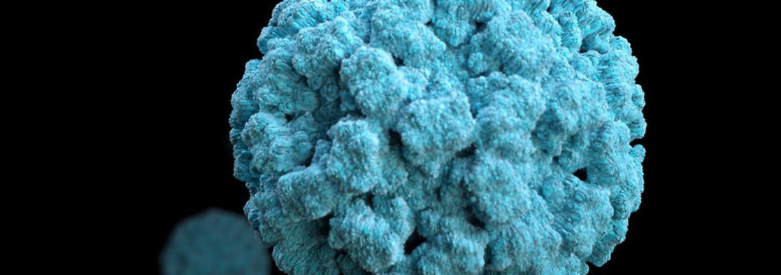 Norovirus.jpg