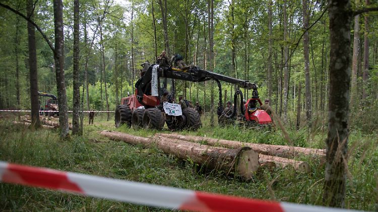 Immer wieder hatten Aktivisten in der Vergangenheit die Abholzung des Waldes blockiert.
