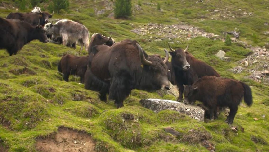 yaks.JPG