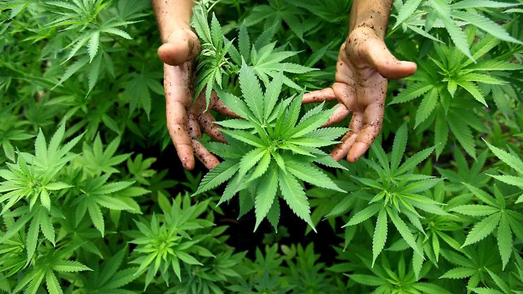 Seit mehr als einem Jahr gibt es Cannabis auf Rezept für Schwerkranke.