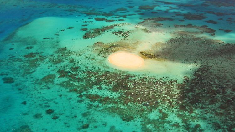 Derzeit leben nach Angaben der Wissenschaftler noch eine Milliarde Korallen im Great Barrier Reef.