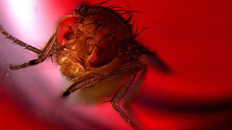 Eine männliche Fliege wird rotem Licht ausgesetzt, um die optogenetische Aktivierung von CRZ-Neuronen auszulösen, was zu Ejakulation führt.