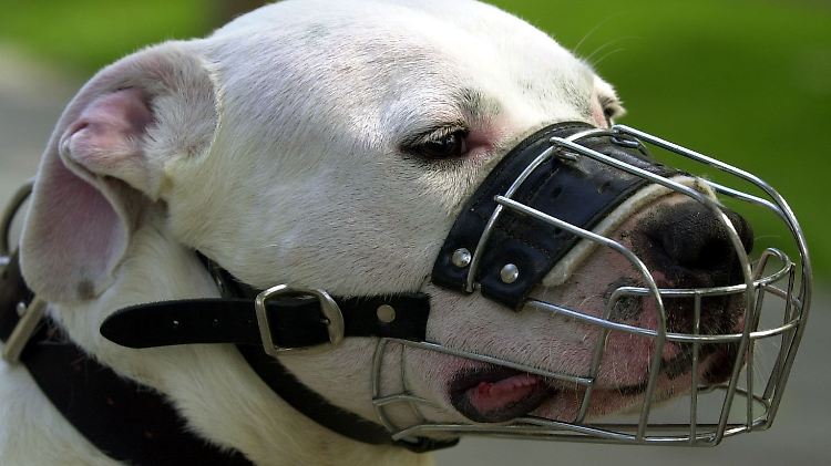 Ein Pitbullterrier mit Maulkorb. Zeugen sagten, der Hund bei dem Angriff sei ein Pitbull gewesen.