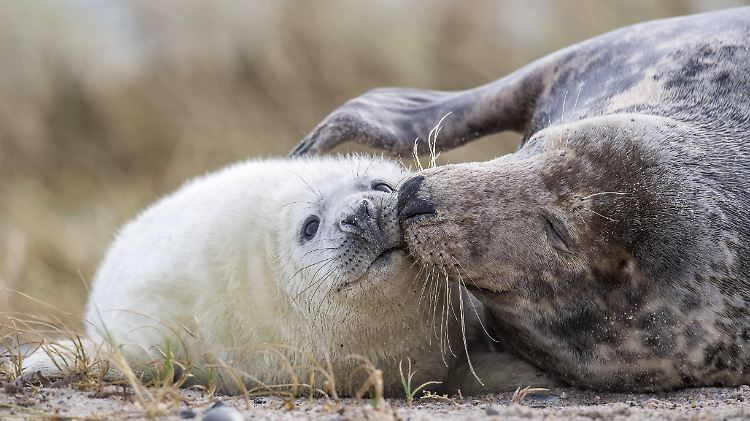 Die Kegelrobben kommen auch aus Skandinavien an die deutsche Ostseeküste. Sie werden bis zu zweieinhalb Meter groß.