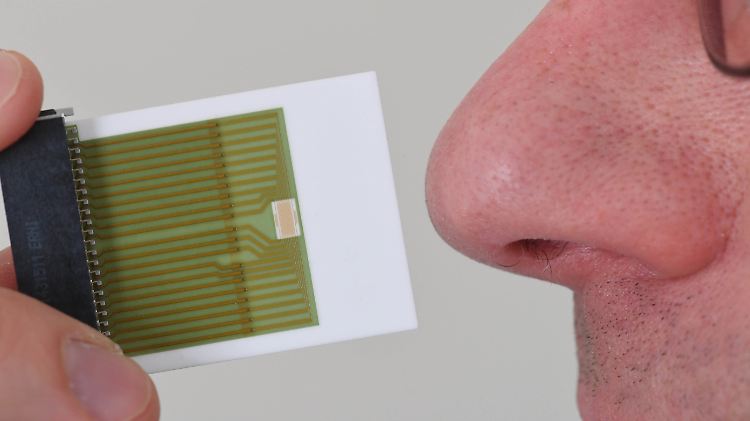 Der Sensor im Vergleich zu einer menschlichen Nase.