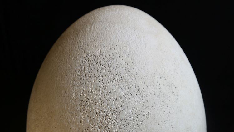 Das echte Ei eines Elefantenvogels soll ab Mai präsentiert werden.