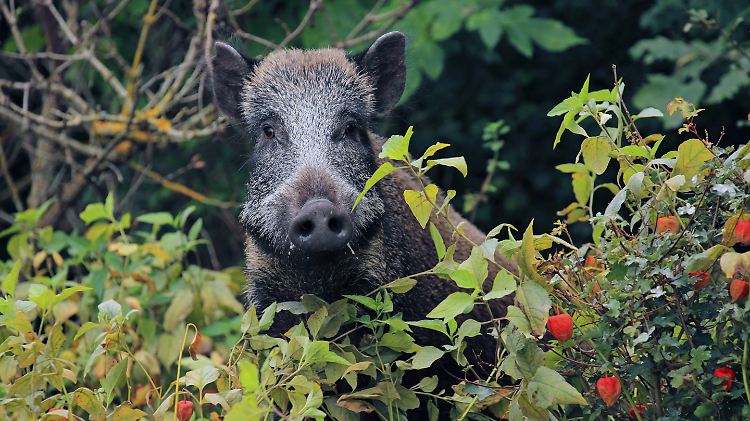 Wer auf ein Wildschwein trifft, sollte erst einmal still stehen bleiben, leise sein oder sich hinter einem Baum verstecken.