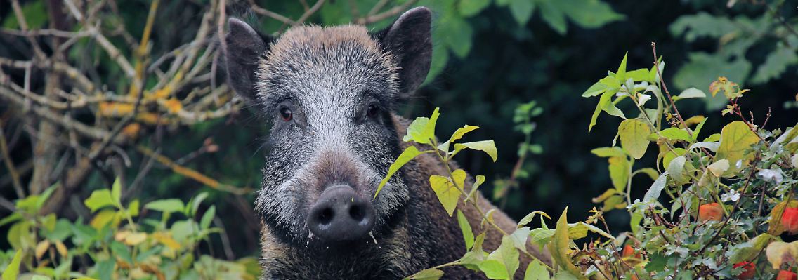 Tauchen Wildschweine im Garten auf, gilt es zunächst sich in Sicherheit zu bringen.