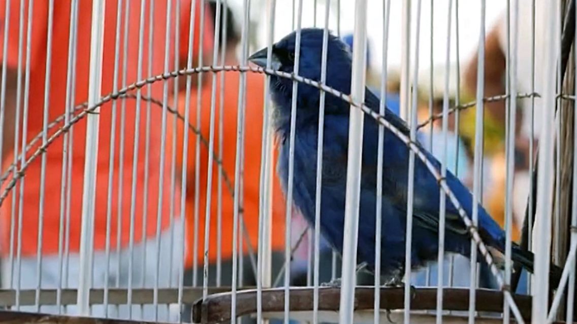 Vögel.jpg