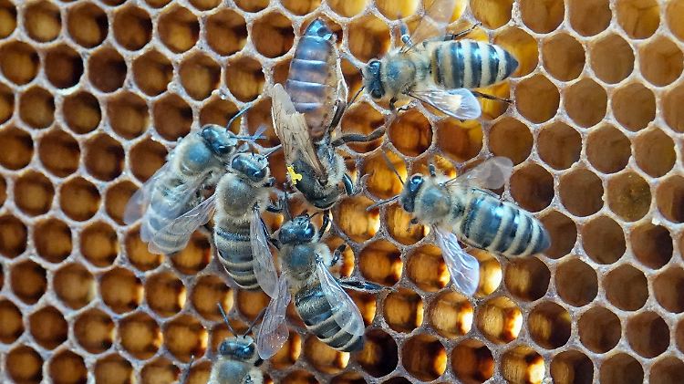 Selbst am Bundestag werden Bienen gehalten - die Tiere sollen nun EU-weit besser geschützt werden.