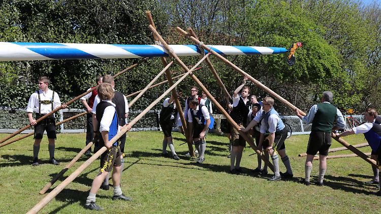 Die Größe der Bäume ist eine Prestigefrage. 30 Meter messen sie im Schnitt.