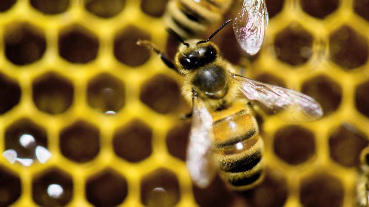 Bienen gelten als drittwichtigstes Haustier. Fallen sie als Bestäuberinnen aus, dann sinken die Erträge drastisch.