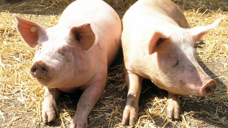 Raus aus der Sonne! Schließlich können Schweine einen Sonnenbrand bekommen. Und wie schützen sie sich vor Überhitzung?