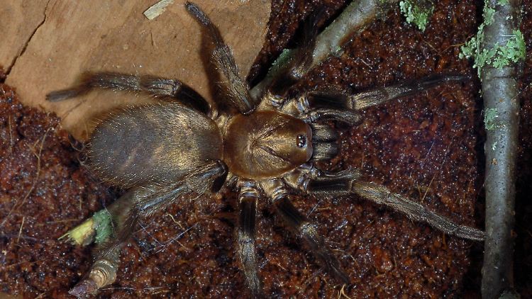 Es gibt unterschiedliche Arten von Falltürspinnen. Sie gehören zu den Vogelspinnen. Hier ist eine Braune Falltürspinne zu sehen.