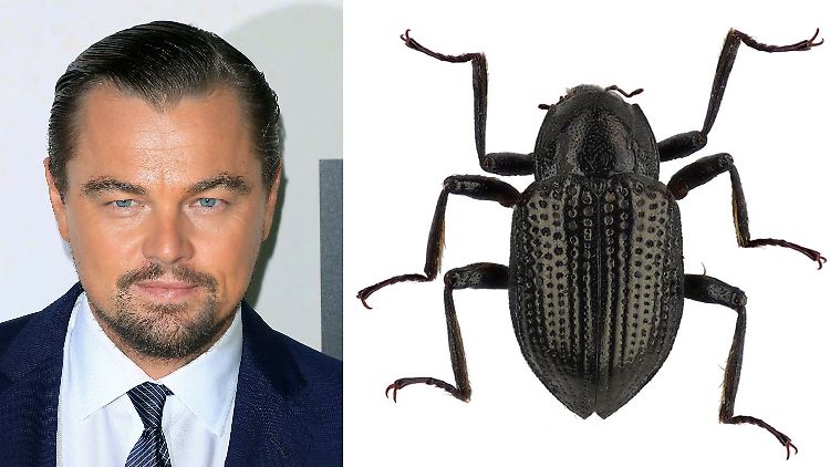 Ähnlich sehen sie sich nun wirklich nicht. Es hat einen anderen Grund, warum der Käfer den Namen des Schauspielers bekam.