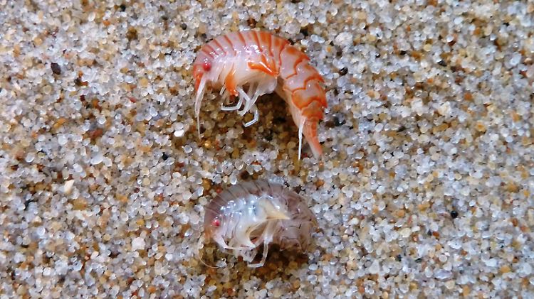 Unten die neu entdeckte Flohkrebsart Epimeria frankei, darüber die Schwesterart Epimeria cornigera.