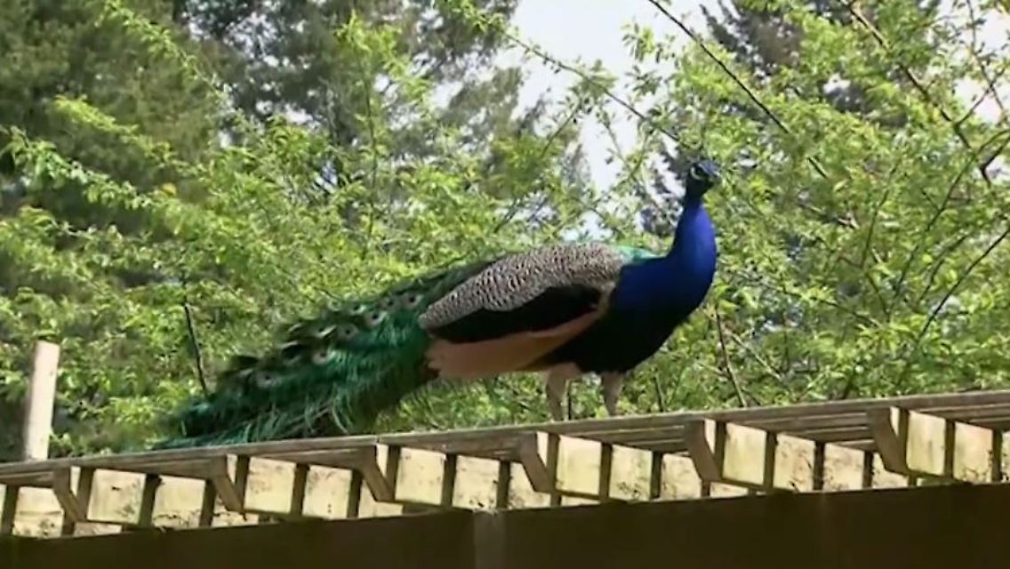 pfau.JPG