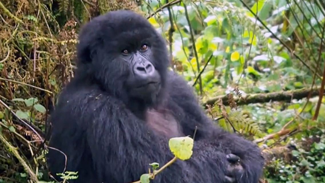 Gorilla.jpg