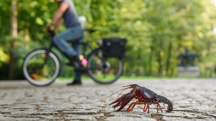 Wie sehr die Sumpfkrebse verbreitet sind, wurde im vergangenen Sommer klar: Die auffälligen Krebse wurden auf Straßen und Wegen am Tiergarten gesichtet.
