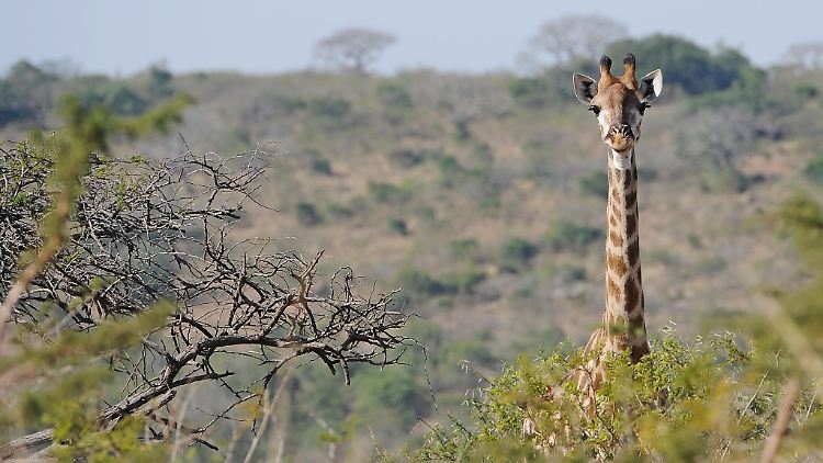 Scheu, aber wehrhaft: Mit ihrem meterlangen Hals können Giraffen zu wuchtigen Kopfschlägen ausholen (Archivbild).