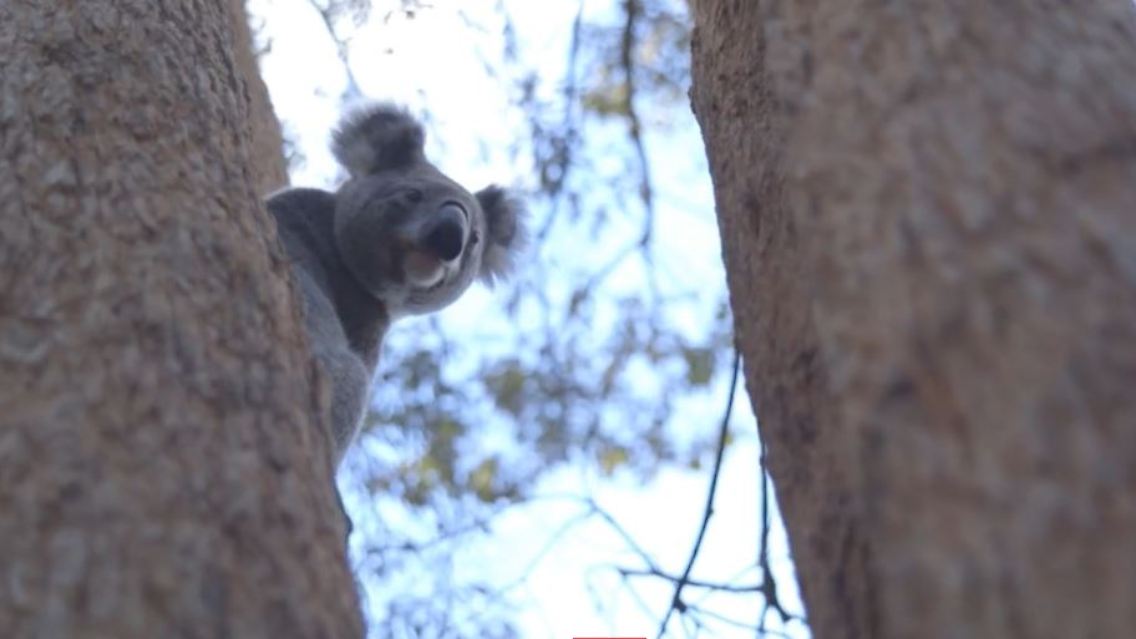 koala.JPG