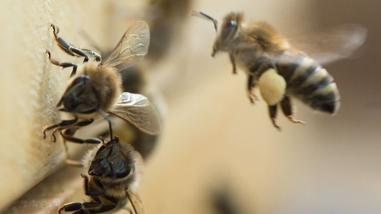 Das Sterben der Bienen beschäftigt die Menschen, das kann man beim Einkauf nutzen.