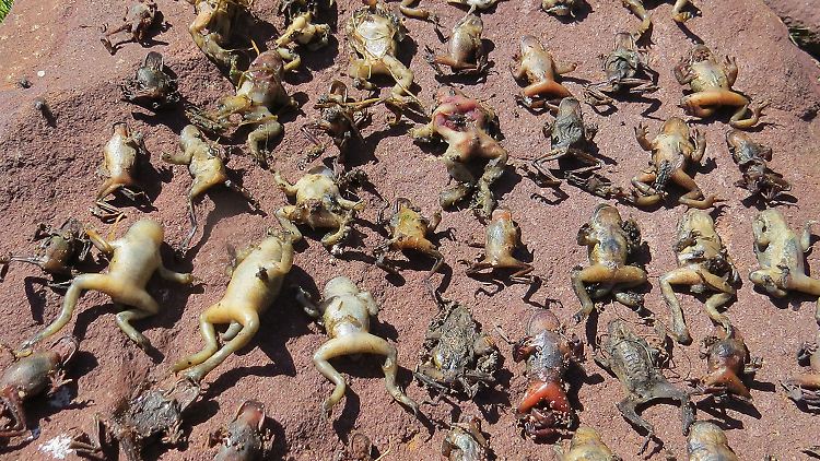 Laut dem Helmholtz-Zentrum für Umweltforschung sind alle Amphibien auf diesem Bild in den französischen Pyrenäen von dem Pilz getötet worden.