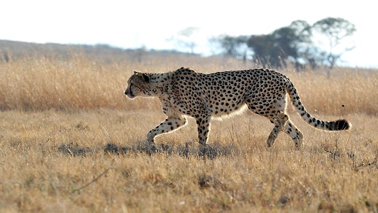 Solch einer Raubkatze möchte man lieber nicht ungeschützt begegnen: ein Gepard.  