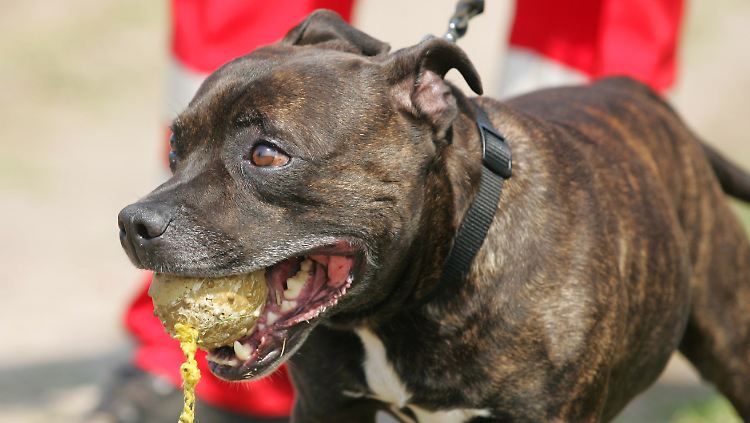 Gleich mehrere Hunde bissen das 29-jährige Opfer.