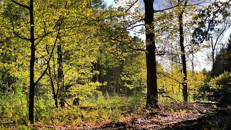 Die Waldfläche nimmt langsam wieder zu - allerdings nur in wirtschaftlich starken Ländern.