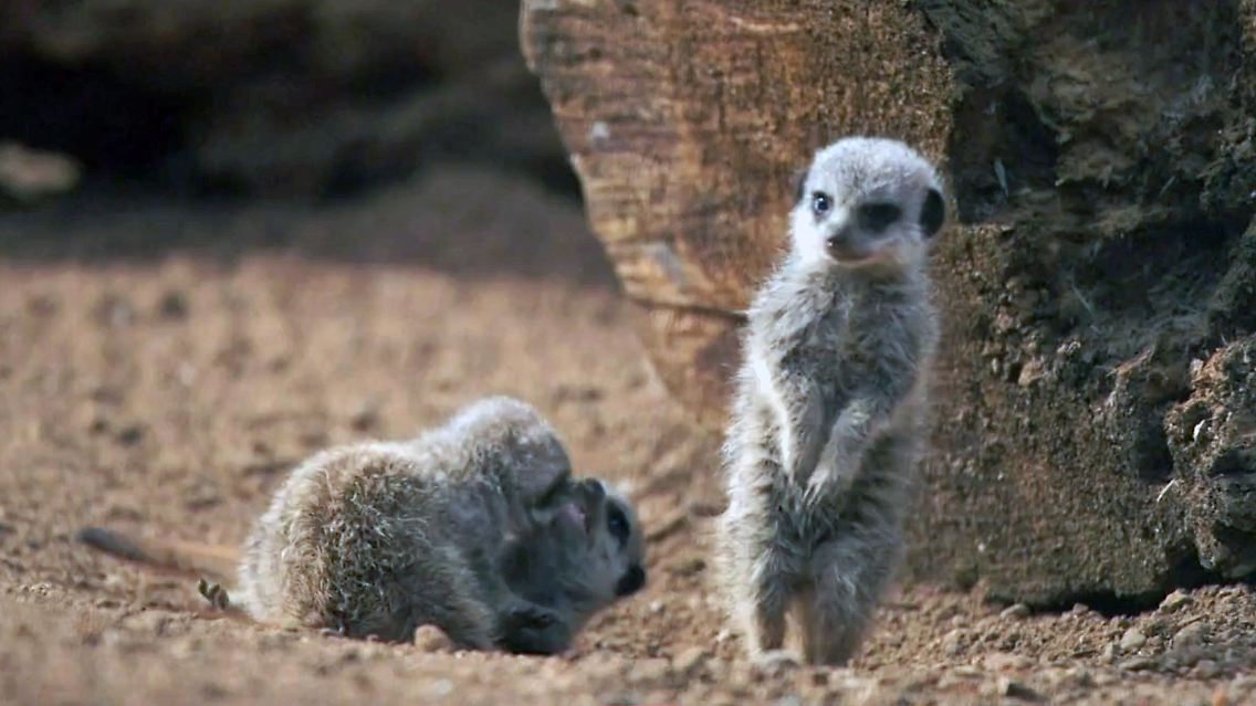 Erdmännchen.jpg