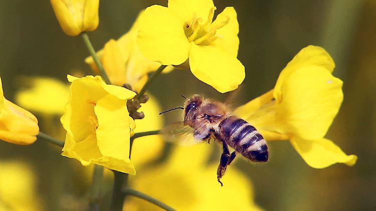 Unbeschwert Pollen sammeln, möglichst ohne Pestizidbelastung: Eine fleißige Biene bei Frankfurt.