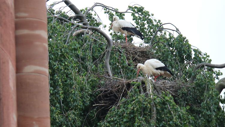 Im französischen Munster ist die Storch-Population in den vergangenen Jahren stark gewachsen. Das bringt auch Probleme mit sich.