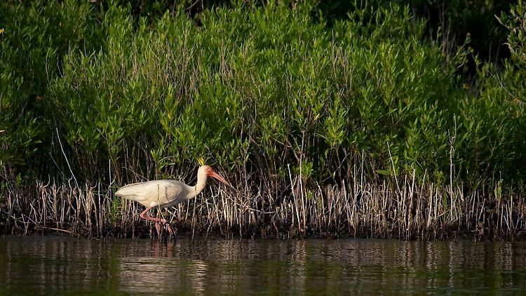 Ein weißer Ibis in freier Wildbahn. 