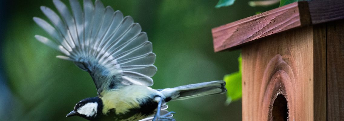 Im Mai gehört der Erfolg den Fleißigen: Diese Kohlmeise startet von ihrem Nistkasten aus zur Schnäppchenjagd.