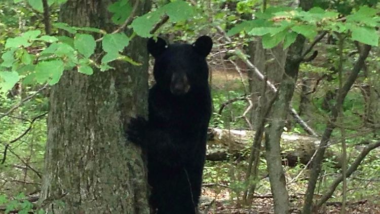 Muss künftig besser auf der Hut sein: Der ursus americanus.