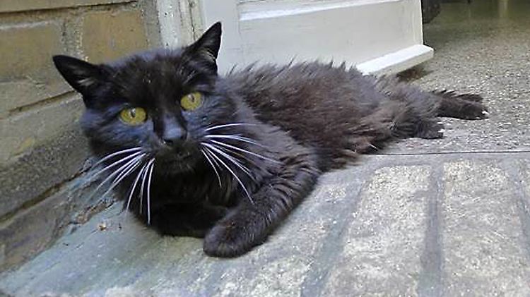 Kater Kimba