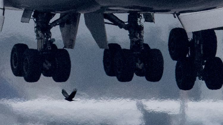 Auf 10.000 Flugbewegungen kommen in Deutschland 5,8 Vogelschläge.