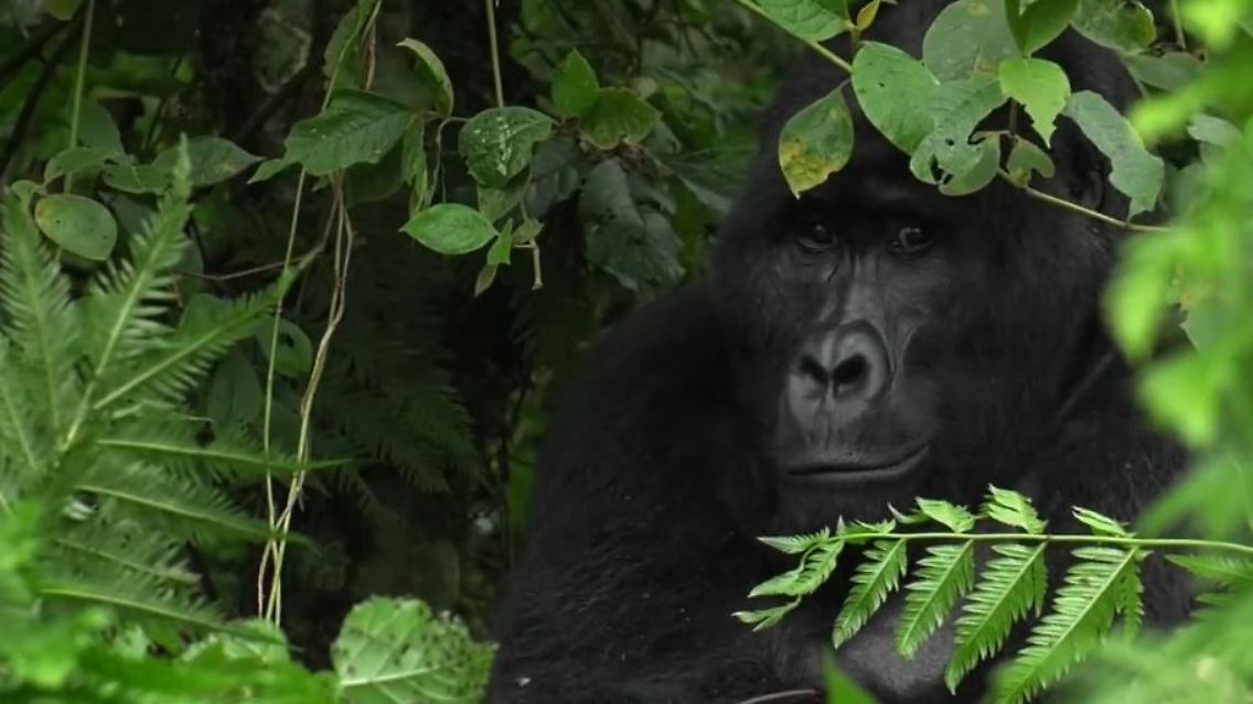 gorilla1.JPG