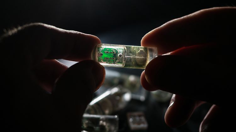 MIT-Ingenieure haben einen einnehmbaren Sensor mit Bakterien entwickelt, die so programmiert sind, dass sie Umgebungsbedingungen erfassen und die Informationen an eine elektronische Schaltung weiterleiten.