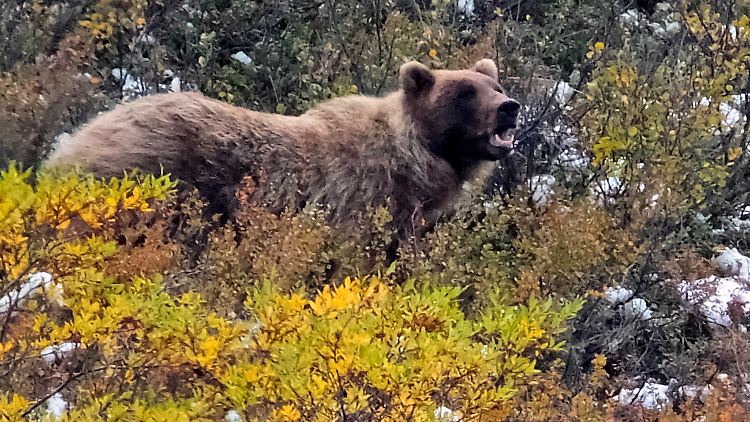 Ein Grizzly-Bär in Alaska.