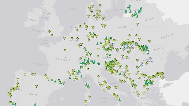Die Karte der Humboldt-Universität zeigt die Verteilung der letzten Urwälder über ganz Europa hinweg.