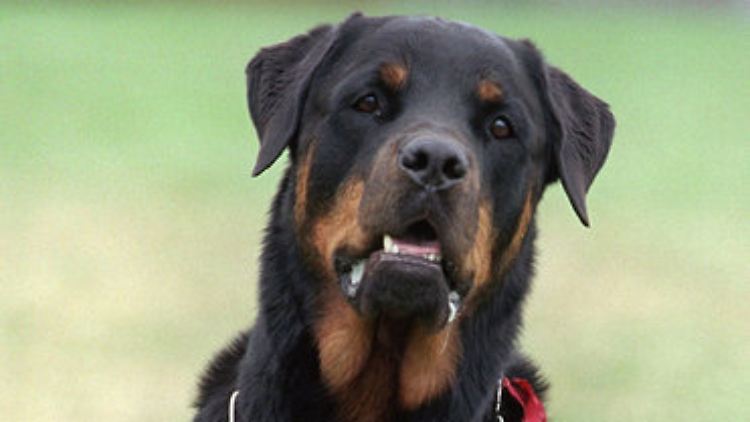 Rottweiler unterliegen in Bayern der Kampfhundeverordnung.