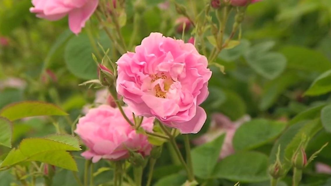mairose1.JPG
