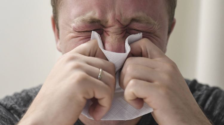Ambrosia kann selbst bei Menschen, die keine Allergie haben allergische Reaktionen wie Naselaufen und tränende Augen hervorrufen.