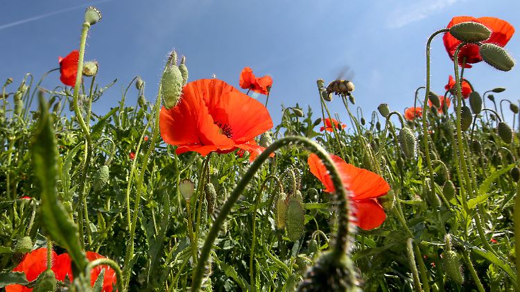 Der Naturschutzbund schlägt einen Fonds vor, um die Ausgaben zus stemmen.