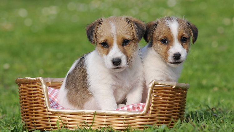 Hundewelpen sind nicht nur süß, sie vermitteln mit ihrem Kindchenschema auch "Hilf mir!".