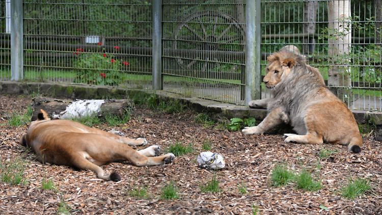 Zwei der im Lünebacher Eifel-Zoo gehaltenen Löwen: Die Polizei warnt davor, sich den Tieren zu nähern.